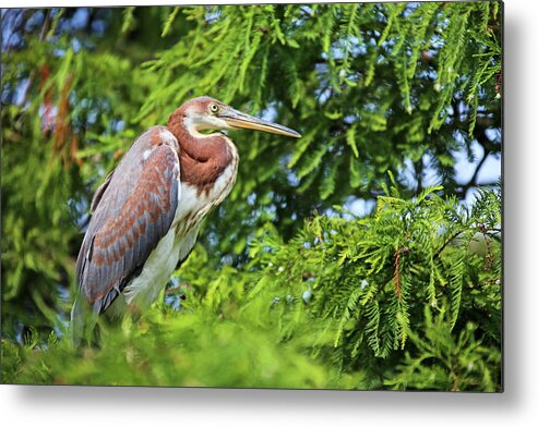 Animal Themes Metal Print featuring the photograph Up In A Tree by Daniela Duncan
