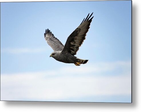 Red-backed Hawk Metal Print featuring the photograph Variable Hawk by Steve Allen/science Photo Library