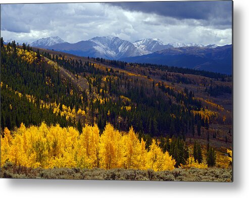 Aspen Trees Metal Print featuring the photograph Veins of Gold by Jeremy Rhoades