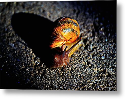 Vibrant Snail Metal Print featuring the photograph Vibrant Snail by Christina Ochsner