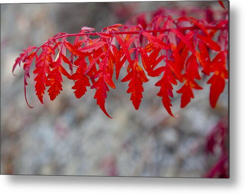 Sumac Metal Print featuring the photograph Vibrant Sumac Leaves by Laura Tucker