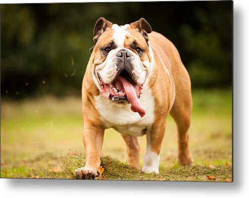 Pets Metal Print featuring the photograph Vinnie by Darrenirwin