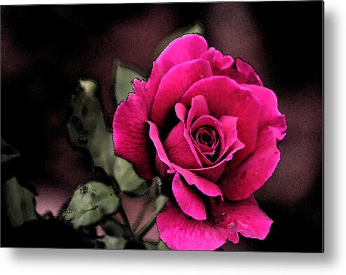 Creation Metal Print featuring the photograph Vintage Love Rose by Kay Novy