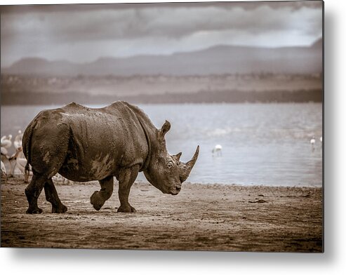 #faatoppicks Metal Print featuring the photograph Vintage Rhino On The Shore by Mike Gaudaur