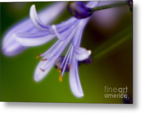 Violet Flower Metal Print featuring the photograph Violet-2 by Tad Kanazaki