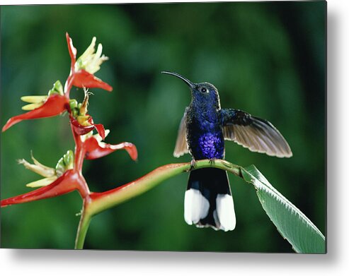 Mp Metal Print featuring the photograph Violet Sabre-wing Hummingbird by Michael and Patricia Fogden