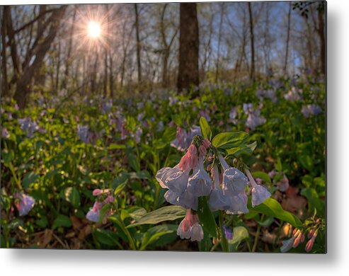 2012 Metal Print featuring the photograph Virgina Bluebells by Robert Charity