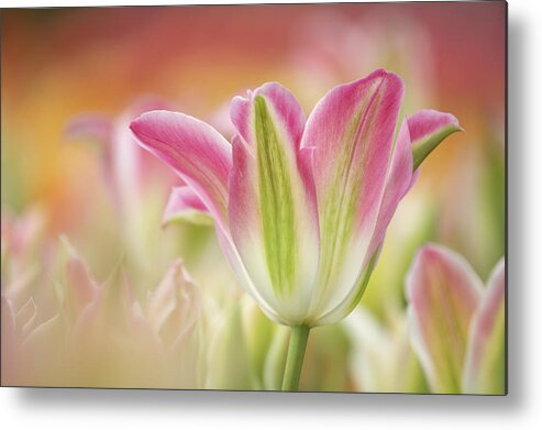Flpa Metal Print featuring the photograph Virichic Tulips by Bill Coster