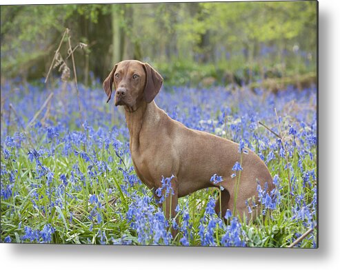 Dog Metal Print featuring the photograph Vizsla In Bluebells by John Daniels