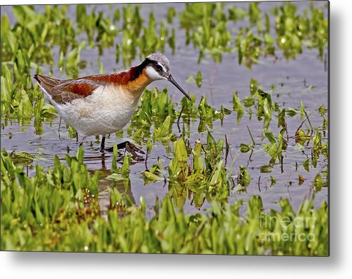 Wading Beauty Metal Print featuring the photograph Wading Beauty by Gary Holmes