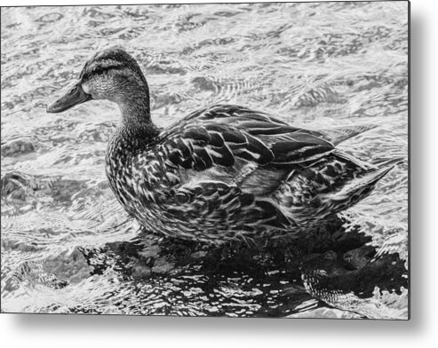 Black And White Metal Print featuring the photograph Wading Female Mallard by Allan Morrison