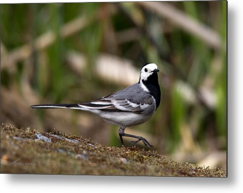 Wagtail's Step Metal Print featuring the photograph Wagtail's step by Torbjorn Swenelius