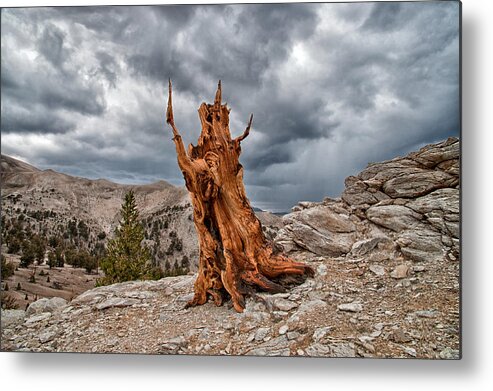 Tree Sky Cloudy Storm Summer Scenic Landscape Nature eastern Sierra Mountains Ancient Forest California Metal Print featuring the photograph Waiting for the Storm by Cat Connor