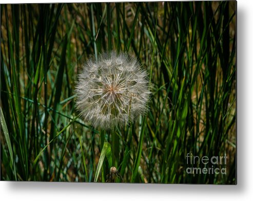 Flowers Metal Print featuring the photograph Waiting For The Wind by George DeLisle