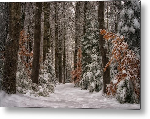 Winter Metal Print featuring the photograph Walk in the Woods by Darylann Leonard Photography