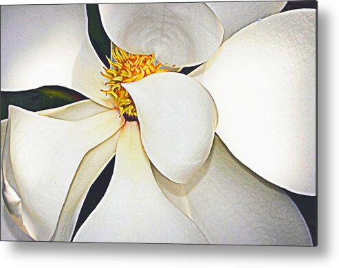 Magnolia Metal Print featuring the photograph Walking After Midnight.... by Tanya Tanski