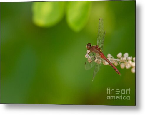 Red Dragonfly Metal Print featuring the photograph Wandering Percher by Heidi Farmer