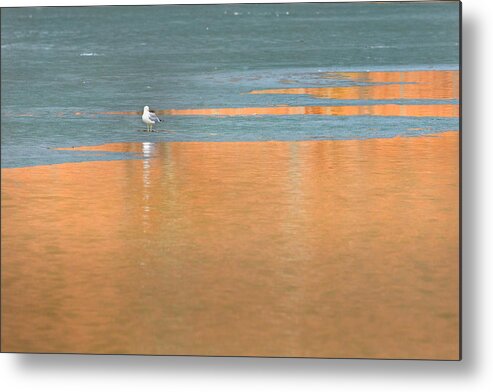 Reflection Metal Print featuring the photograph Warming Waters by Bill Wakeley