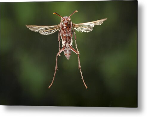 Feb0514 Metal Print featuring the photograph Wasp Flying Matobo Np Zimbabwe by Michael Durham