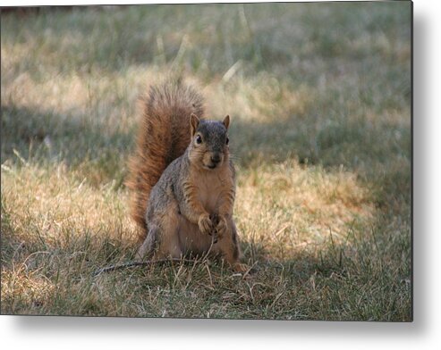 Squirrel Metal Print featuring the photograph Brown city squirrel watching me by Valerie Collins