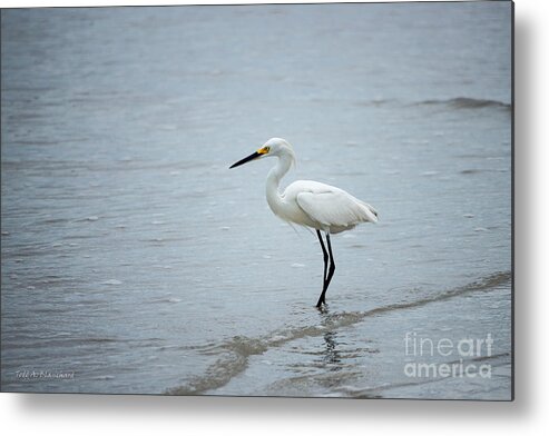 Beach Metal Print featuring the photograph Watching by Todd Blanchard