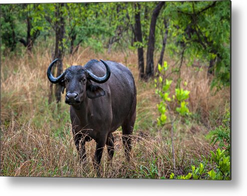Africa Metal Print featuring the photograph Water Buffalo by Maria Coulson