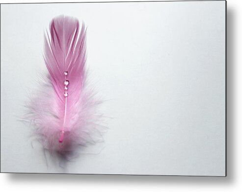Tranquility Metal Print featuring the photograph Water Drops On Feather by Gregoria Gregoriou Crowe fine art and creative photography.