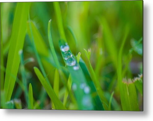 Water Metal Print featuring the photograph Water Drops On The Grass 0021 by Terrence Downing