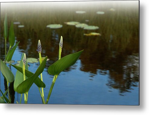 Water Lily Metal Print featuring the photograph Water Lilies by Patrice Clarkson
