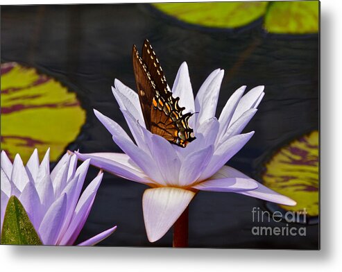 Butterfly And Water Lily Metal Print featuring the photograph Water Lily and Swallowtail Butterfly by Byron Varvarigos