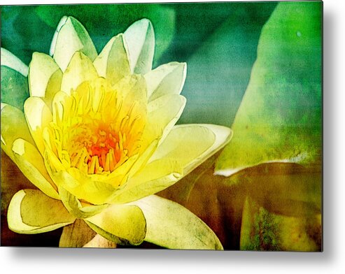 Water Lily Metal Print featuring the photograph Water Lily by Beth Taylor