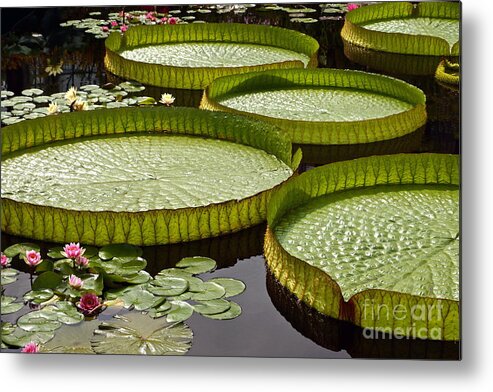 Idyllic Water Garden Scenes Metal Print featuring the photograph Water Platter Charm by Byron Varvarigos