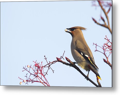 Waxwing Metal Print featuring the photograph Waxwing by Chris Smith