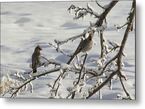 Winter Metal Print featuring the photograph Waxwing Couple by Ellery Russell