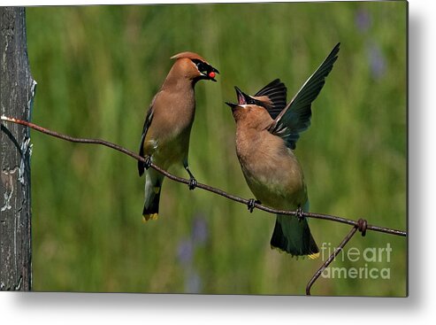 Festblues Metal Print featuring the photograph Waxwing Love.. by Nina Stavlund