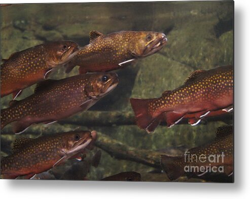 Fish Metal Print featuring the photograph We are one by Jeffery L Bowers
