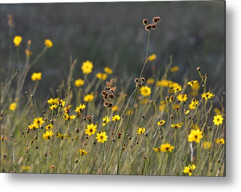 Wildflowers Metal Print featuring the photograph We Kissed The Lovely Grass by Melanie Moraga