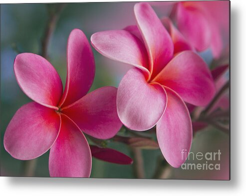 Pink Plumeria Metal Print featuring the photograph We were together . . . by Sharon Mau
