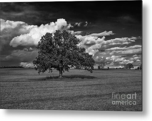 Flickr Explore Metal Print featuring the photograph Weathered Oak by Dan Hefle