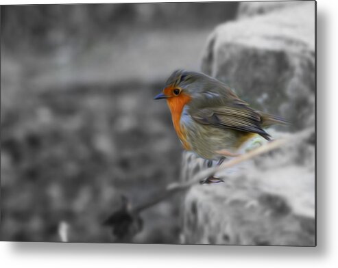 Robin Metal Print featuring the photograph Wee Robin by Veli Bariskan