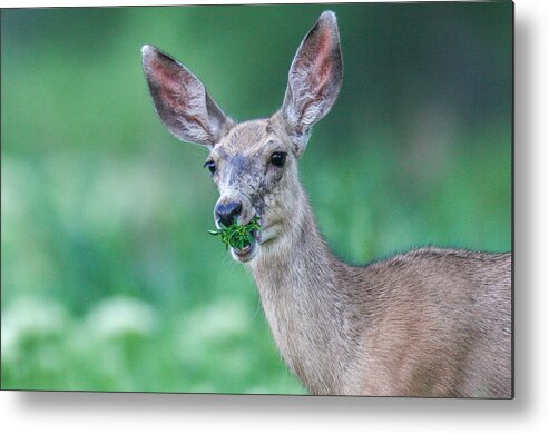  Metal Print featuring the photograph Weed Deer by Kevin Dietrich