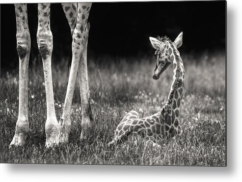 Giraffe Metal Print featuring the photograph Well Protected by Andreas Feldtkeller