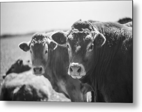 Portrait Metal Print featuring the photograph Welsh Cows by Ralf Kaiser
