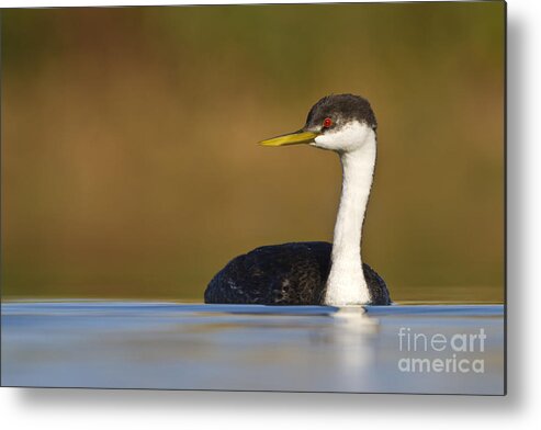 Grebe Metal Print featuring the photograph Western Grebe on the Lake by Bryan Keil