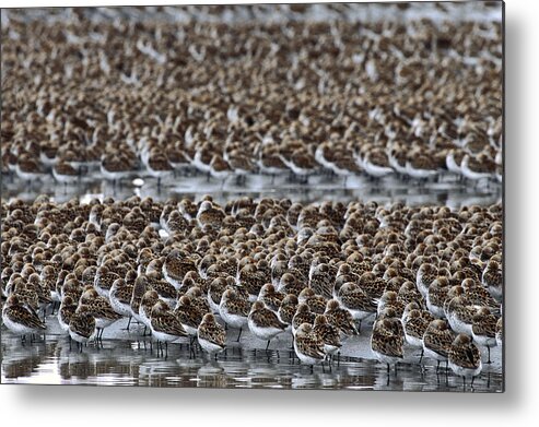 Feb0514 Metal Print featuring the photograph Western Sandpiper Migration Stop Copper by Michael Quinton