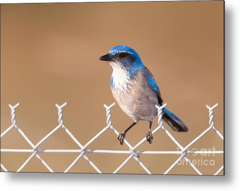 Clarence Holmes Metal Print featuring the photograph Western Scrub-Jay I by Clarence Holmes