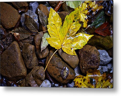 Nature Metal Print featuring the photograph Wet autumn leaf on stones by Ivan Slosar