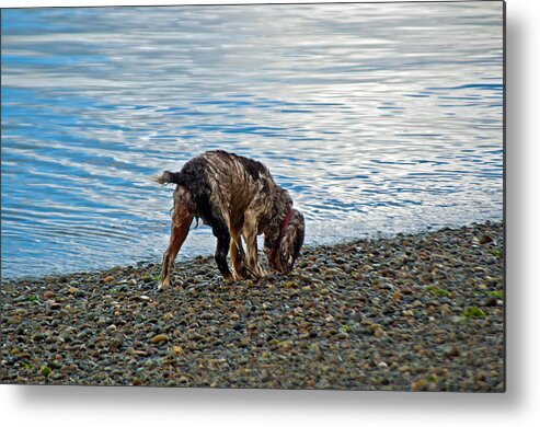 Spaniel Metal Print featuring the photograph Wet Dog on Beach by Tikvah's Hope