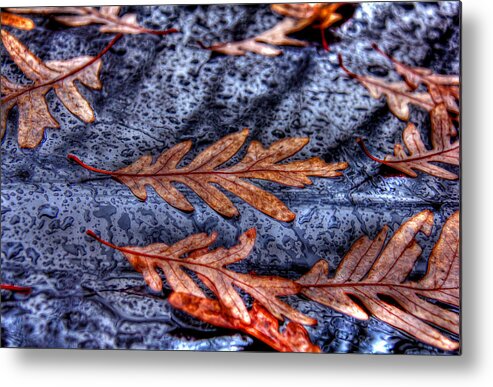 Raindrop Metal Print featuring the photograph Wet leaves and raindrops Dry Brush by Andy Lawless