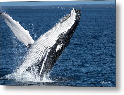 Whale Metal Print featuring the photograph Whale Breach by Andrew Dickman